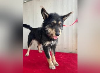 Ledi, Schnauzer-Mix, Hündin, geb. 02.04.2023, ca. 42 cm