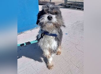 BENJI-sehnt sich nach Fürsorge!