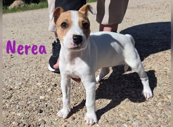 Nerea 01/2025 (ESP Pflegestelle) - aufgewecktes, süßes Ratonero Bodeguero Andaluz Mädchen!