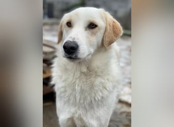 Nami, geb. ca. 12/2019, lebt in GRIECHENLAND, im städt. Tierheim Serres