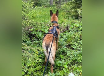 Malinois-Mix♥Rocky♥wartet in 07806 Weira