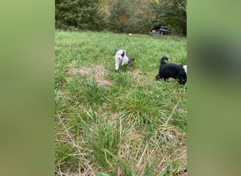 Mini Aussie - Miniature American Shepherd