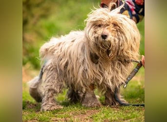 Happydog