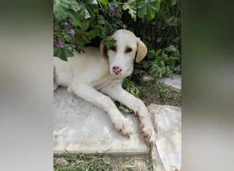 Finley - Ein Rüde sucht Liebe und Hoffnung
