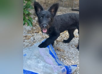 Manuela, ein süßes Hundekind
