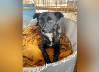 Verspielter ELVIS- sucht Zuhause für immer