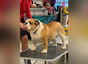 Englische Bulldoggen welpen Top Pedigree FCI