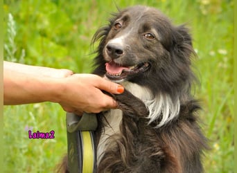 Laima2 01/2021 - sportliche und aufmerksame, wunderschöne Border-Collie-Mix Hündin!