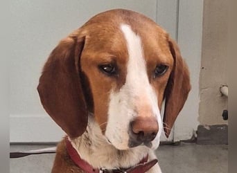♥Rosie♥ liebevolle, aktive Bracken-Lady