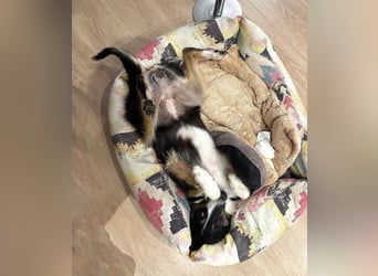 Freya – junge Border-Collie-Dame mit großem Herzen