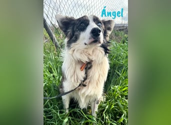 Ángel 09/2022 (ESP Pflegestelle) - traumhafter Border Collie!