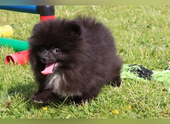 Zwergspitz Pomeranian Welpen in verschiedenen Farben mit Papieren