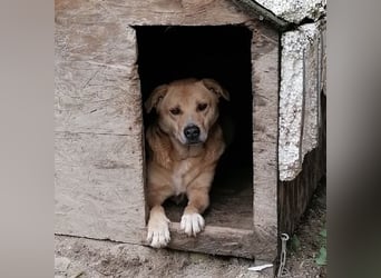 HUNNY, Hündin, 7 Jahre, 53cm, Mischling, Tierschutz