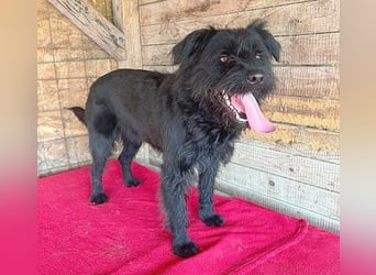 (R) ❤️ superliebe Familienhündin BOGI - 1,5 Jahre, 50cm/18kg - Mischling