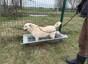 Fibi, geboren 01.06.2021, 50cm sucht ihr Körbchen