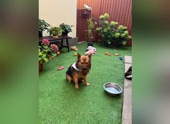Lilo SR – Verspielte Spitzdame sucht liebevolles Zuhause