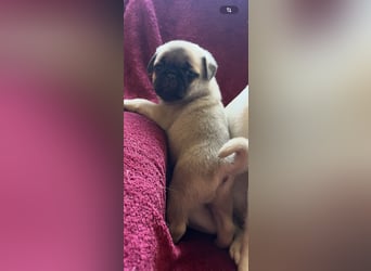 Mops Welpen ( noch 2 Rüde)