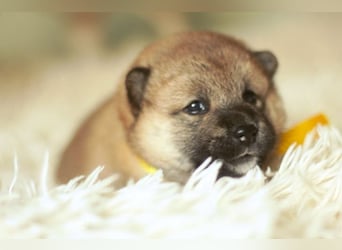 Schöne rote Shiba inu Welpen MEI, MIKA, MASARU mit FCI dokumenten