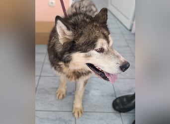 großer Husky Mischlings-Rüde Atlas sucht ein Zuhause