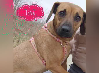 Tena eine kleine Traumhündin