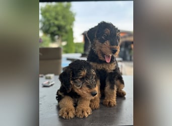 Airedale Welpen vom Uranusfels