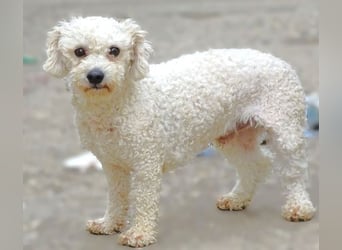 Bilbo, Bichon Frisé Mischling
