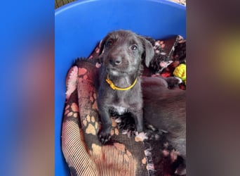Deerhoundwelpen suchen ein liebevolles Für-Immer-Zuhause