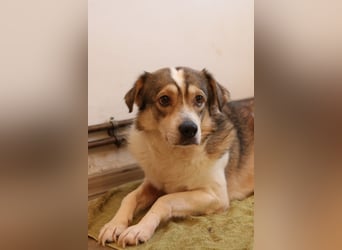 TIMENTES, Hündin, 6 Jahre, 48 cm, Mischling, Tierschutz