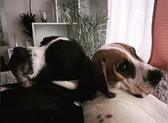 Zwei Freunde fürs Leben suchen ein gemeinsames Zuhause – Josef & Franz