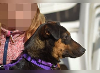 Frenzie sucht Familieanschluss (47839 Krefeld)