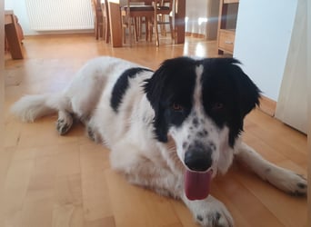 ❤️Wegen Allergie muß Marmo 1 J., kastr., 55 cm...ihre Familie verlassen!