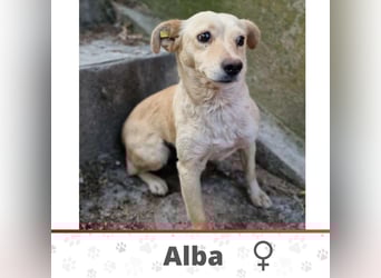 ALBA ❤️ Eilig! sucht Zuhause oder Pflegestelle