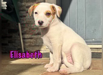 Elisabeth 02/2025 (ESP) - verschmuste, süße Podenco-Bodeguero Mix Welpin!