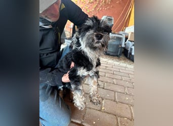 Blacky, geboren 25.05.2024, 24cm sucht sein Glück