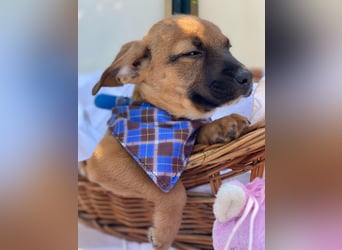Barney LM - Zuhause gesucht – Neun kleine Hundekinder auf großer Mission