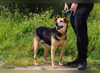 Hazel, Schäferhund-Mix, lieb und sozial