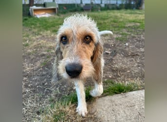 Elly - HAT  INTERESSENTEN- vorsictige Prinzessin sucht ihre erfahrenen Menschen mit Geduld und Liebe