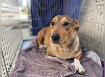 VANISHA sucht ein Zuhause