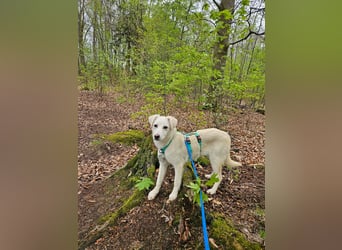 Knut sucht ein neues Zuhause