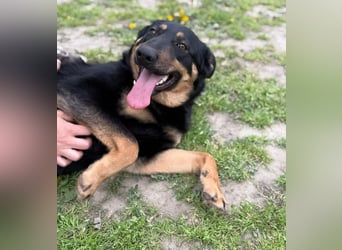 MIMI - traumhafte Schäferhund-Mix-Hündin