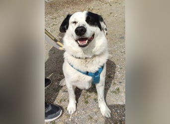 Rocky möchte eine 2.Chance für eine Familie haben