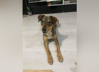 Maggie sucht liebevolles zu Hause