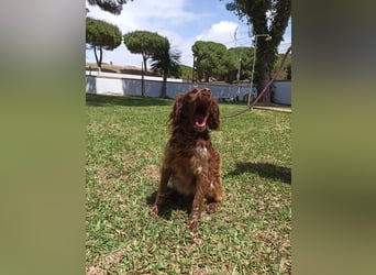 Gina