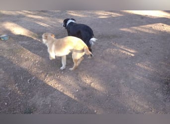 Figaro, sehr sozial und freundlich