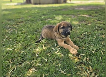 PUKO ❤️ knuffiger Teamplayer
