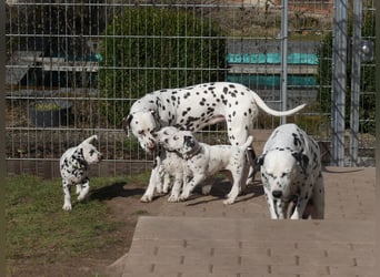 Dalmatiner Welpen, LUA, B-Wurf Palimpalis VDH