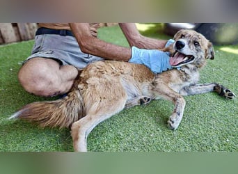 Simba sucht jemanden zum Kuscheln