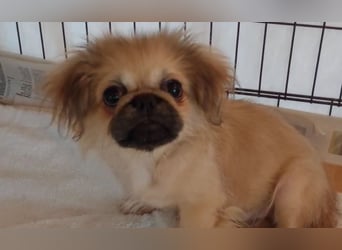 Teddy - Süßer Pekinese-Welpe sucht sein Körbchen-Glück!