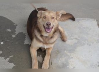 Twix, ein fröhlicher und aktiver Junghund voller Entdeckerfreude