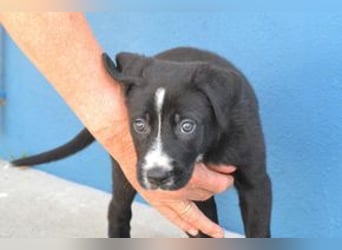 Der kleine Oreo braucht ein liebevolles Zuhause